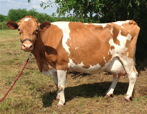 The half-moon shape on Crescent&x27;s face is from his Normande heritage. . Guernsey cow for sale california